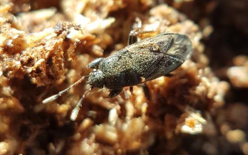 Megalonotus sp.